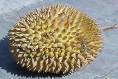 durian